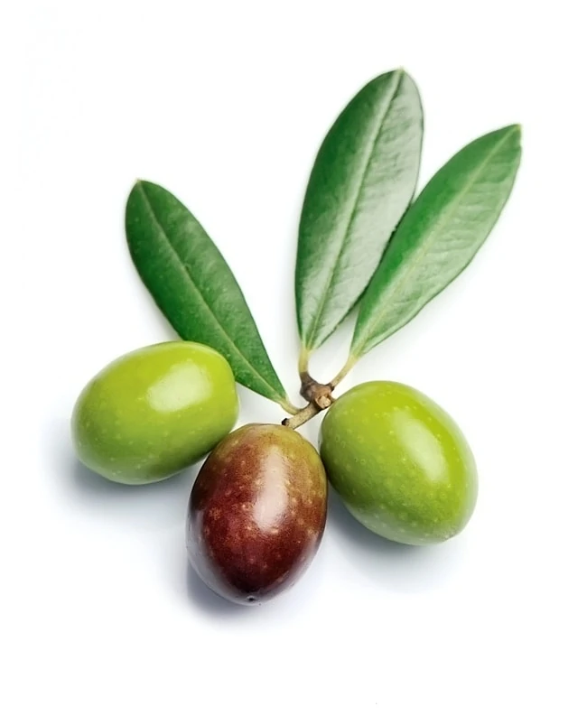 Hochwertige Oliven enthalten sekundäre Pflanzenstoffe, die wichtig eine gesunde Ernährung sind
